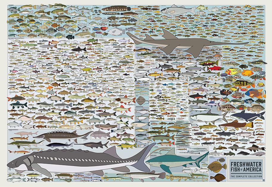 Freshwater Fish of America Art Print - 36"x24"