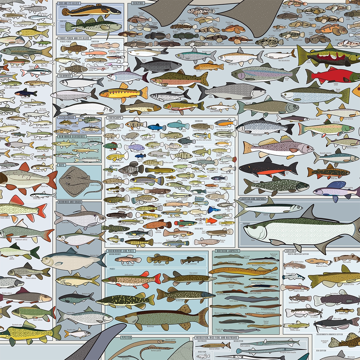 Freshwater Fish of America Art Print - 36"x24"