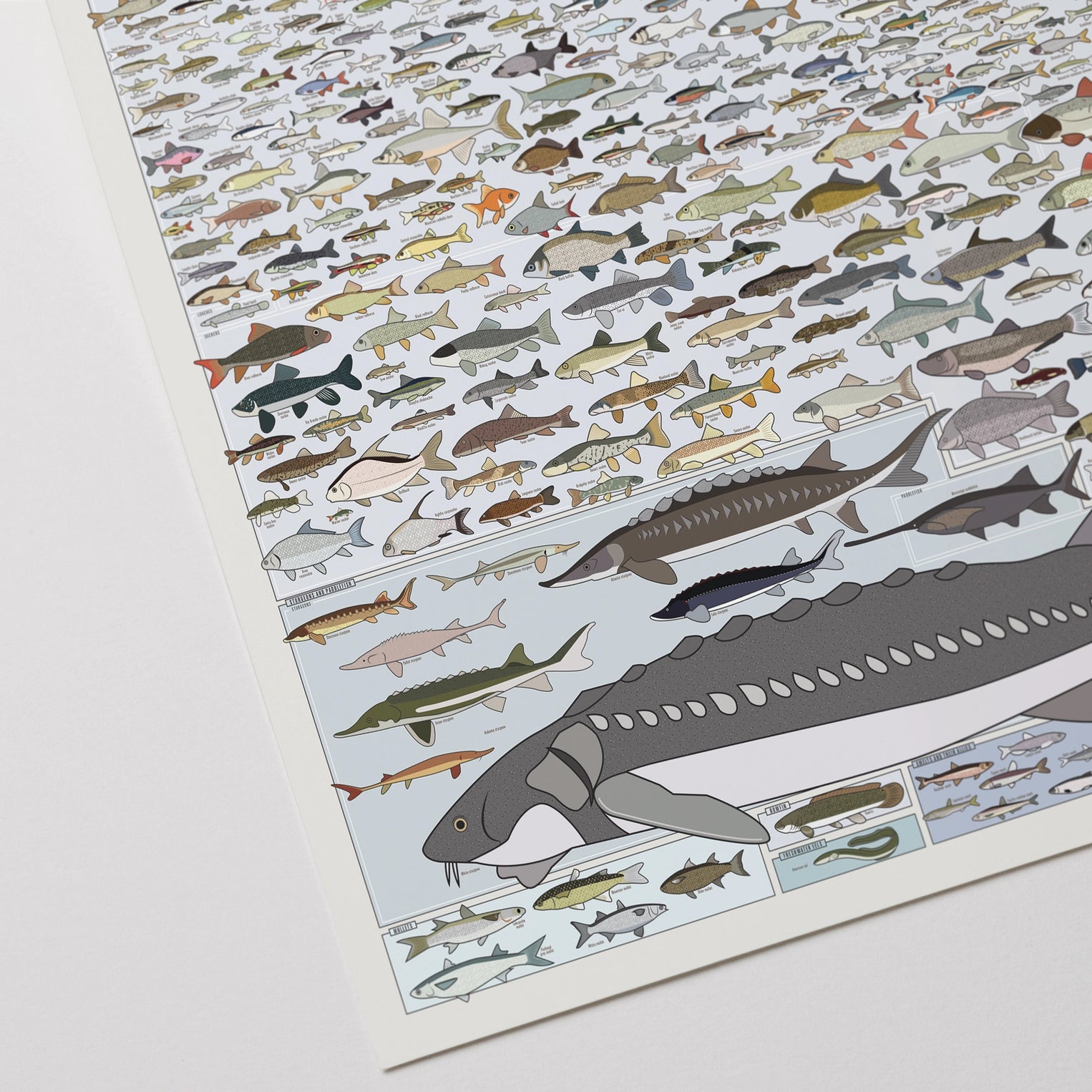 Freshwater Fish of America Art Print - 36"x24"