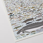Freshwater Fish of America Art Print - 36"x24"