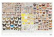 Butterflies of North America Art Print - 36"x24"