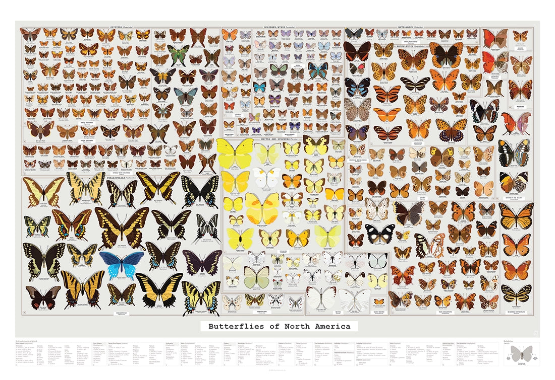 Butterflies of North America Art Print - 36"x24"
