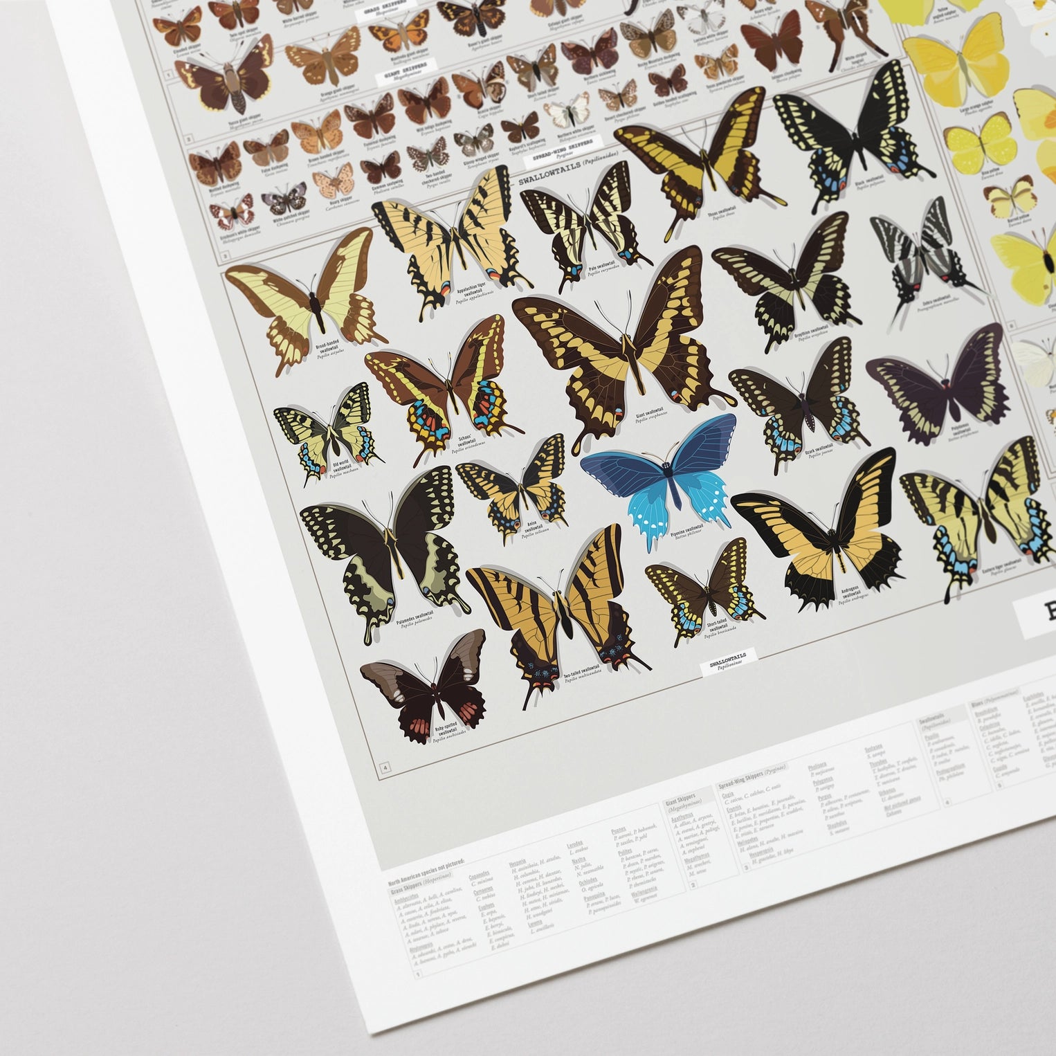 Butterflies of North America Art Print - 36"x24"