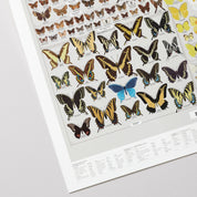 Butterflies of North America Art Print - 36"x24"
