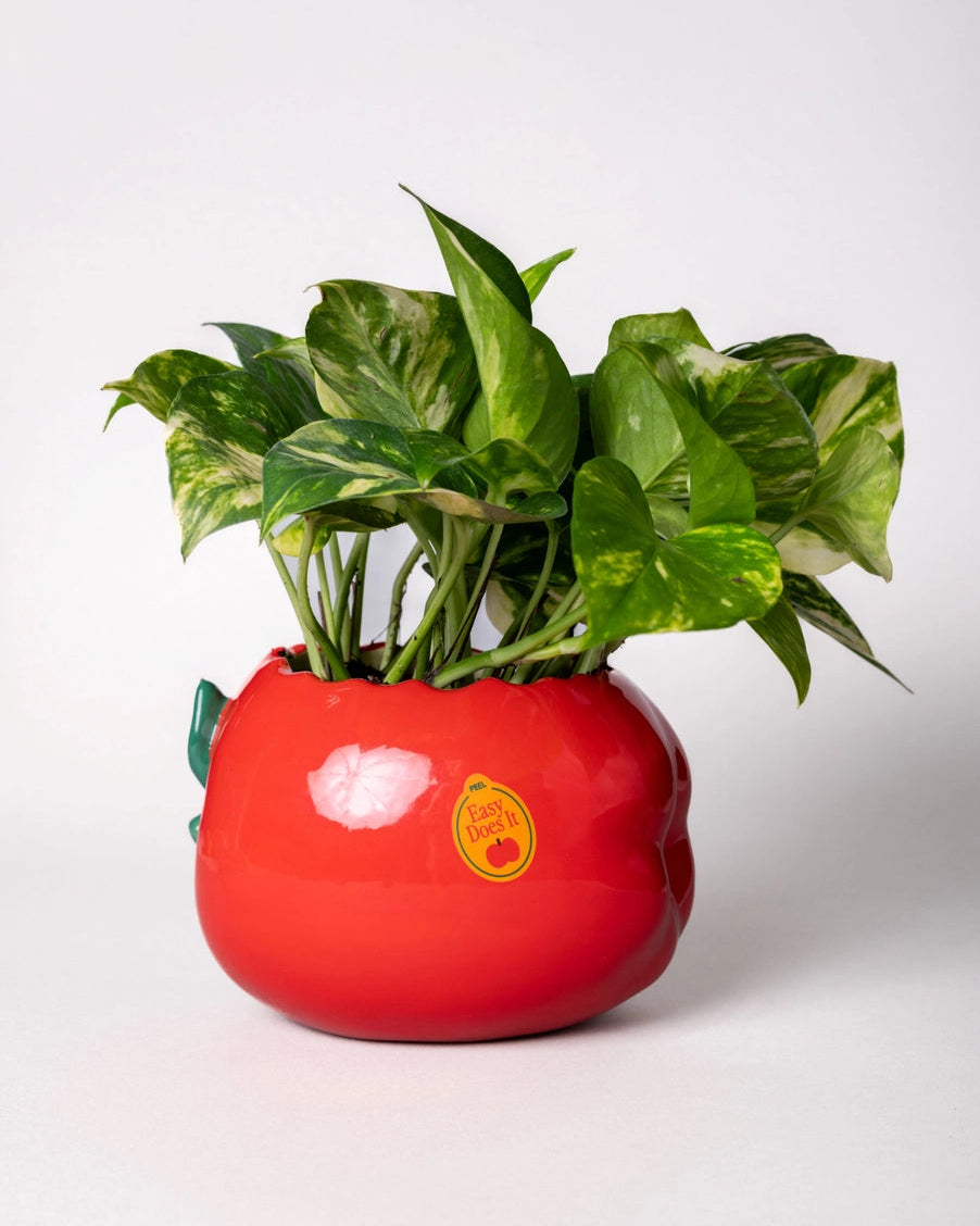 Ceramic Planter - Apple