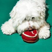 Steak Dog Toy