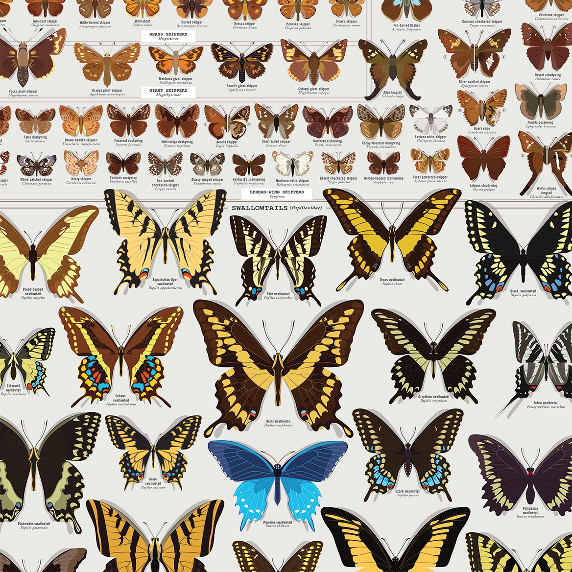 Butterflies of North America Art Print - 36"x24"