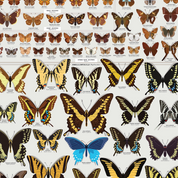 Butterflies of North America Art Print - 36"x24"