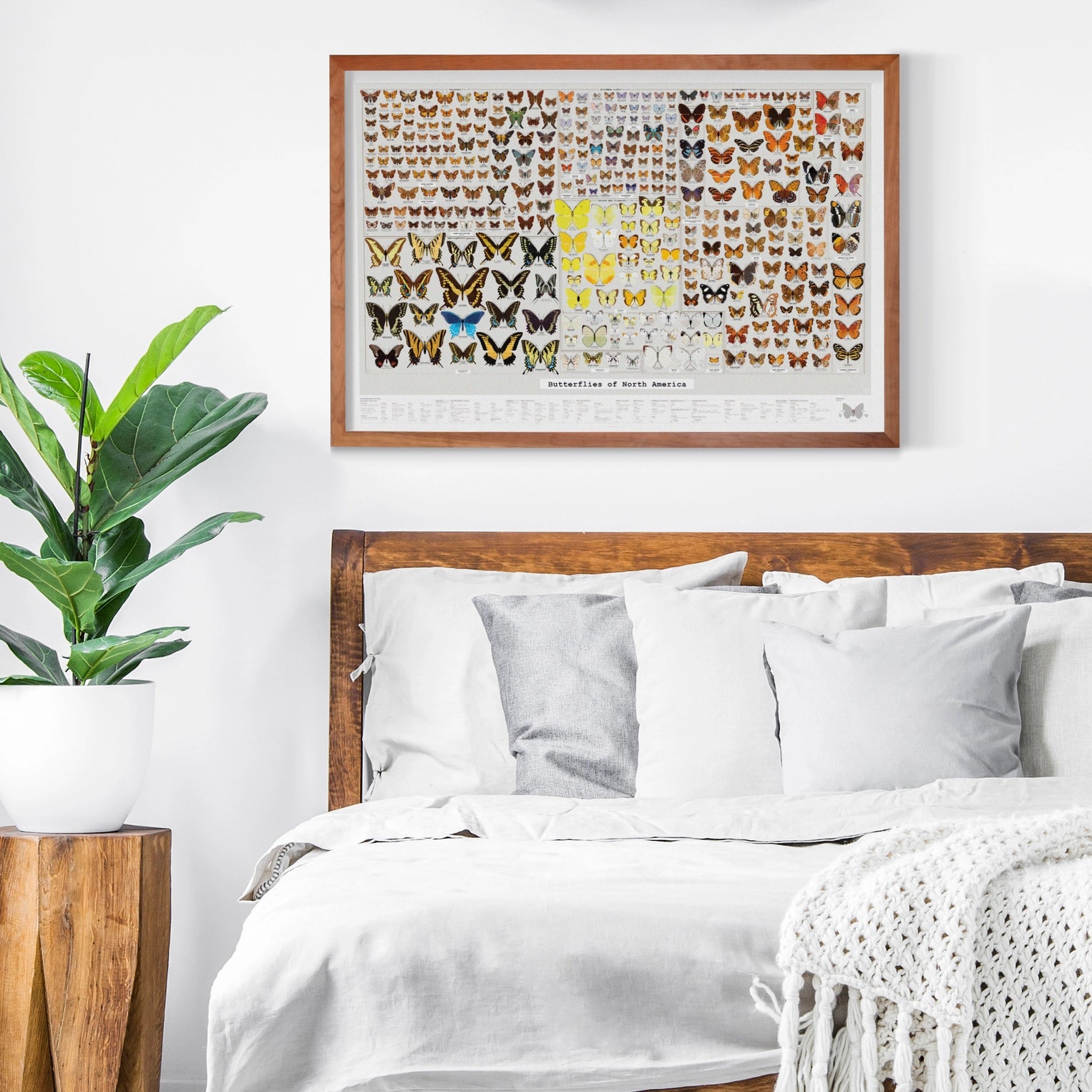 Butterflies of North America Art Print - 36"x24"